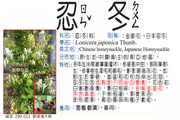290-011 金銀花、日本忍冬