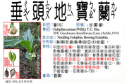 045-219 垂頭地寶蘭 、地寶蘭