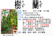 145-003 樹蘭、秋蘭、樹蘭花、珠蘭、米碎蘭、秋菊、暹邏花、魚子蘭、米仔蘭、碎米蘭、千里香、蘭花米、木珠蘭、夜蘭