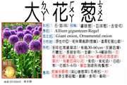 035-026-01 大花蔥、繡球蔥、巨洋蔥、吉安花、碩蔥