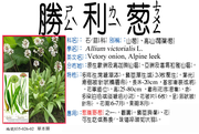 035-026-02 勝利蔥、山蔥、高山闊葉蔥、勝利洋蔥、高山韭蔥