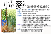 012-379-01 小麥、普通小麥、麵包小麥、麥仔