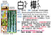 058-008-01 白樺、亞洲白樺、西伯利亞銀樺、樺皮樹、粉華、滿洲白樺