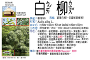 050-005-01 白柳、銀葉白柳、歐洲柳、英國板球棒柳