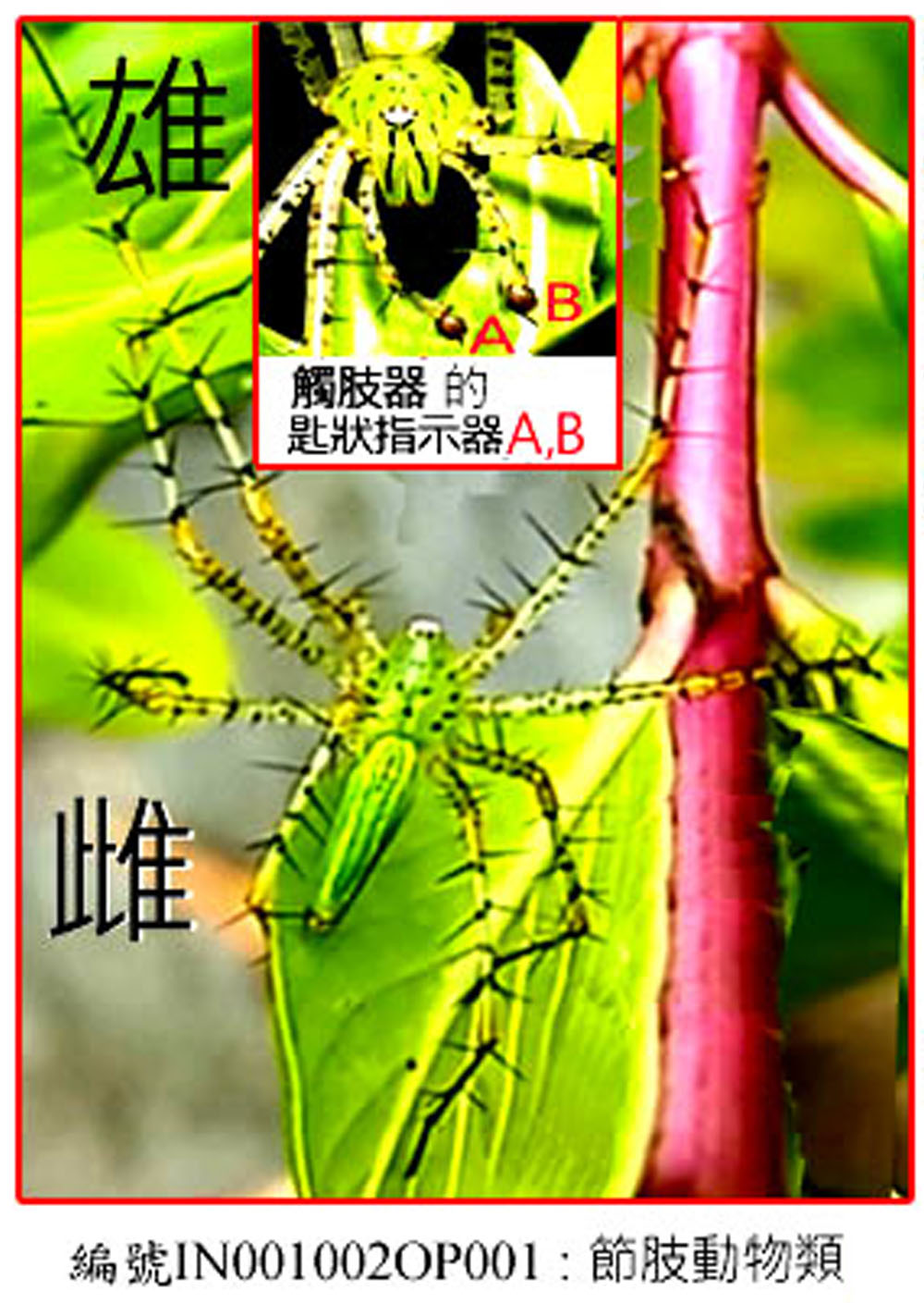 IN001002OP001臺灣綠貓蛛