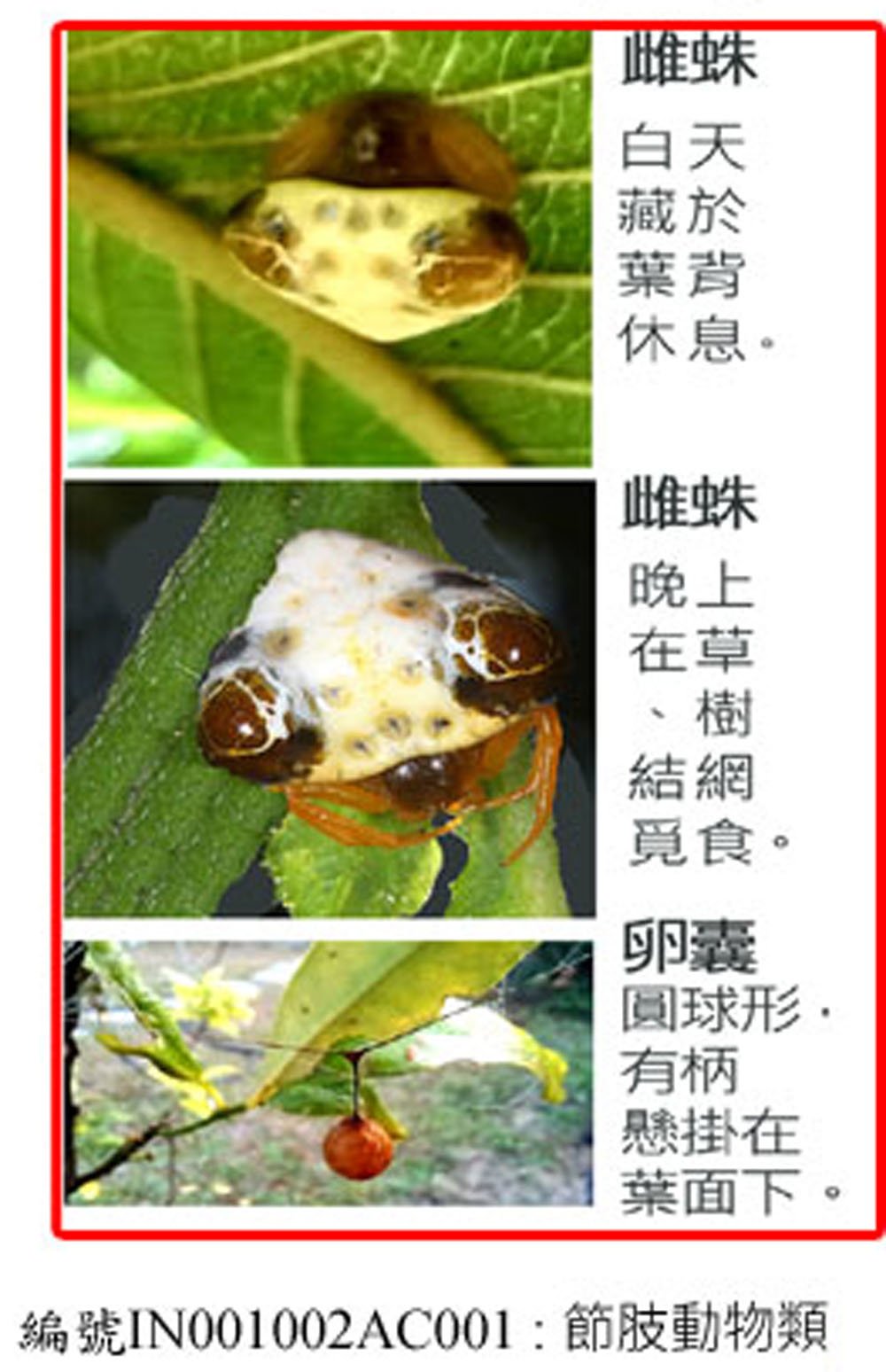 IN001002AC001 鳥糞蛛
