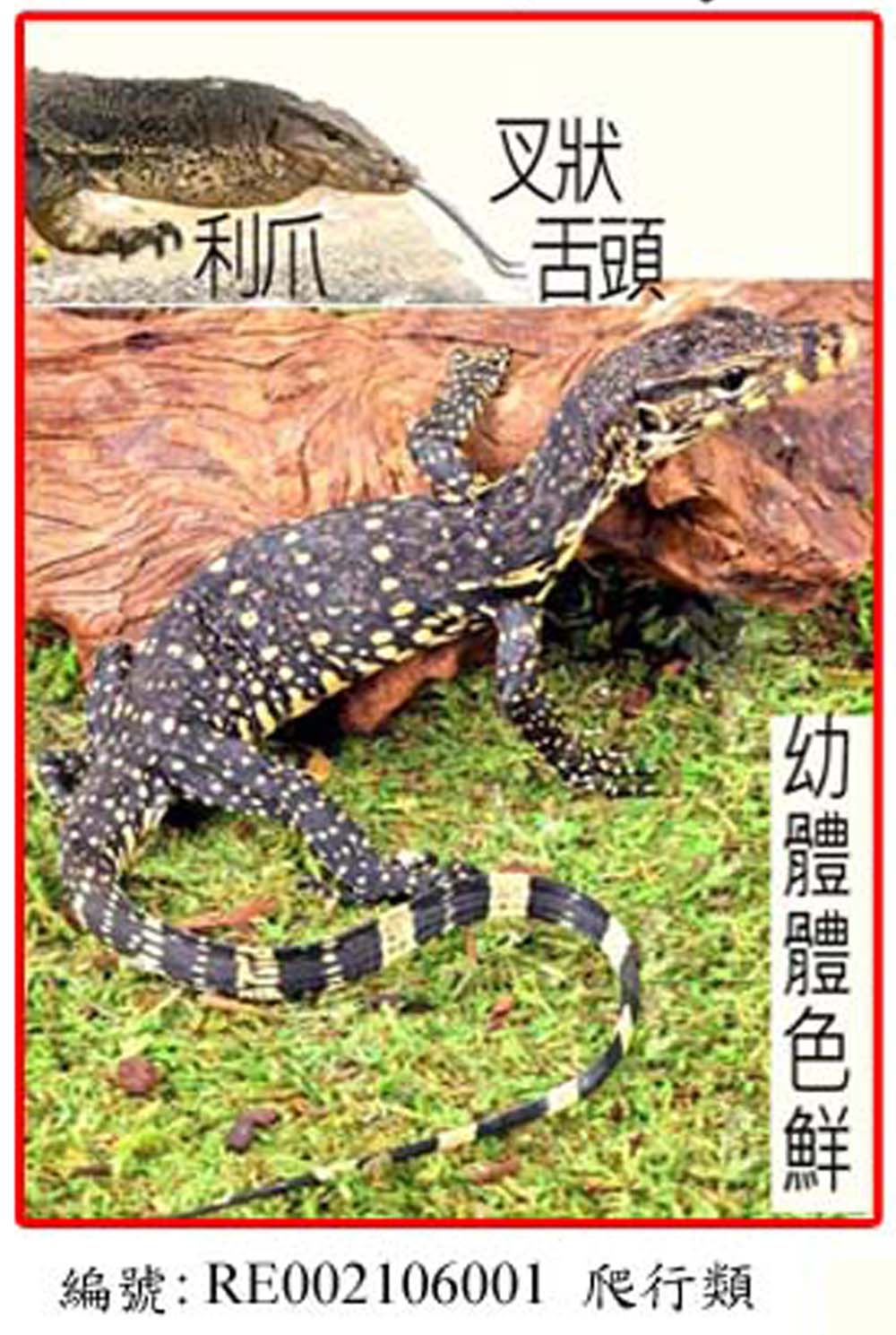 RE002106001澤巨蜥