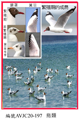 AVJC20-197棕頭鷗