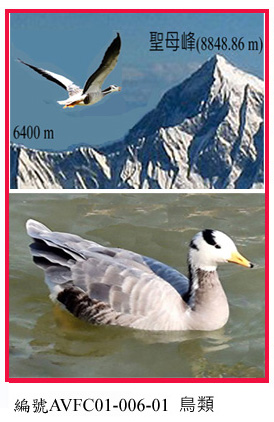 AVFC01-006-01斑頭雁