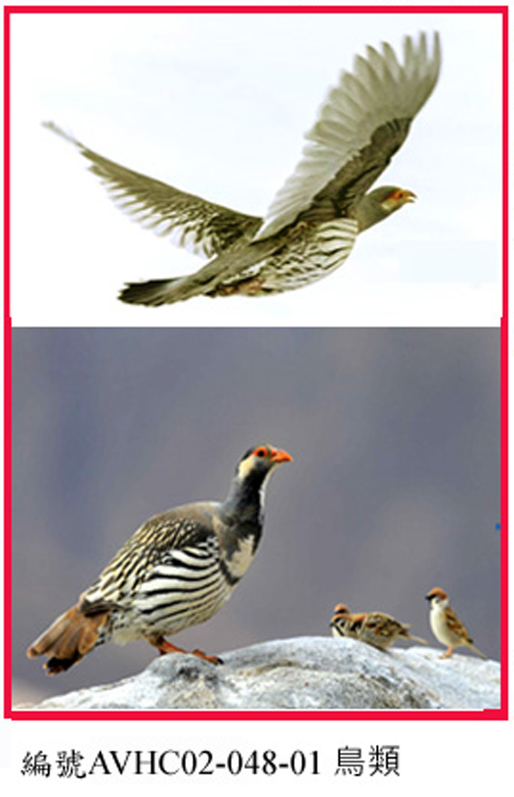 AVHC02-048-01藏雪雞