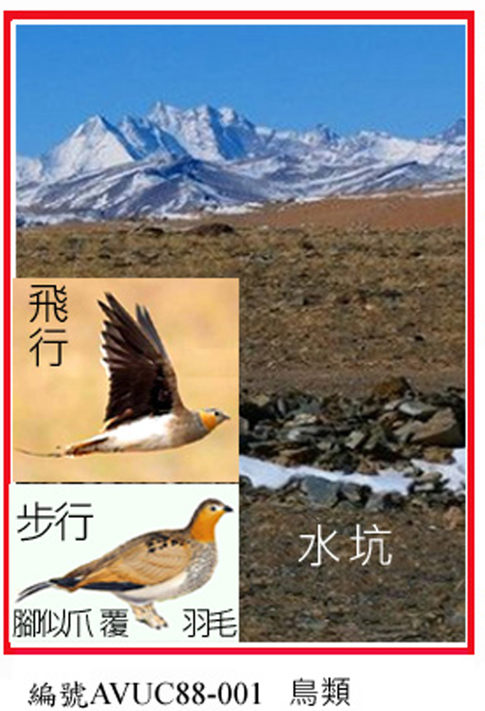 AVWC89-676西藏毛腿沙雞