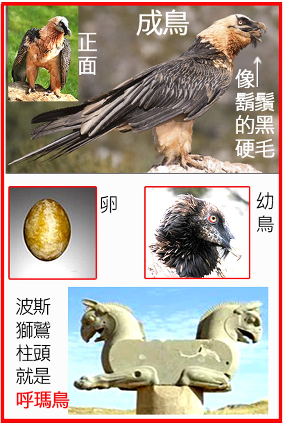 AVGC34-294-01胡兀鷲