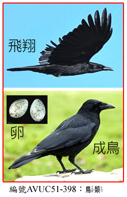 AVUC51-398 小嘴烏鴉