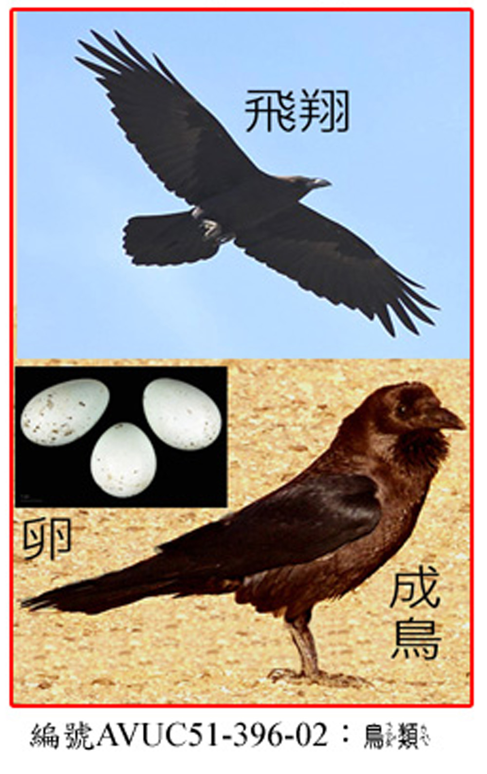 AVUC51-396-02褐頸渡鴉