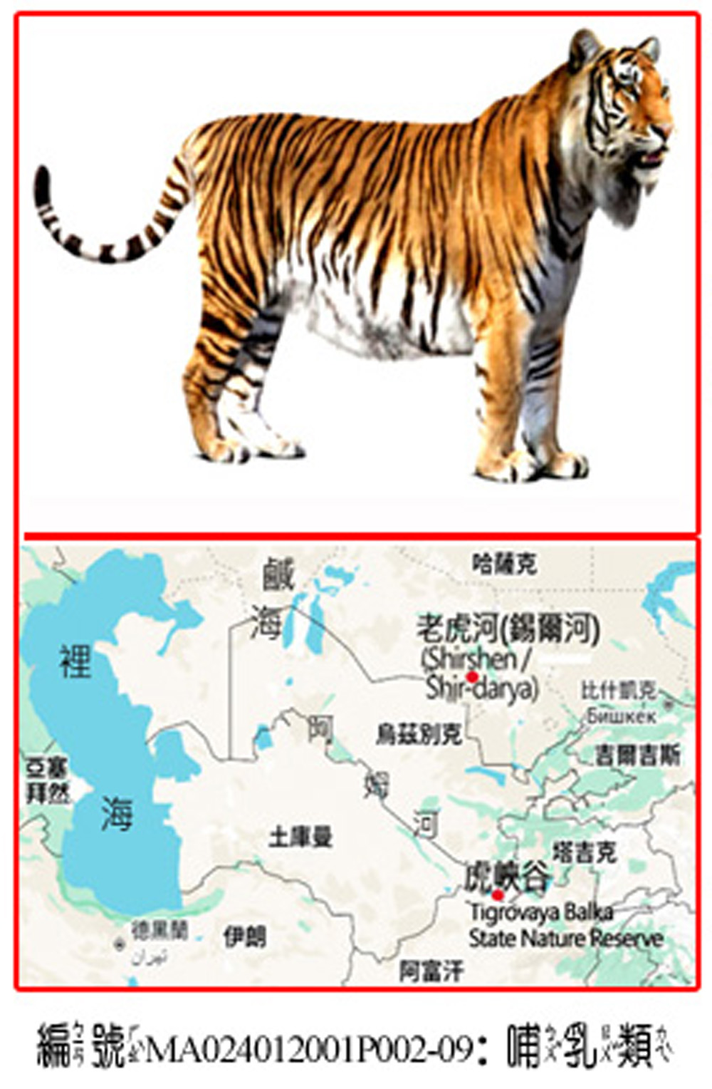 MA024012001P002-09裡海虎