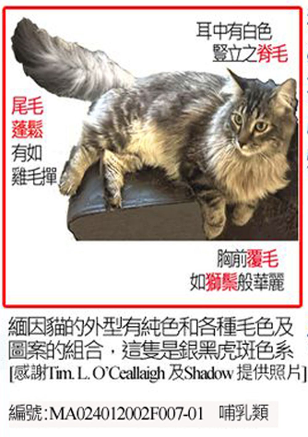 MA024012002F007-01緬因貓