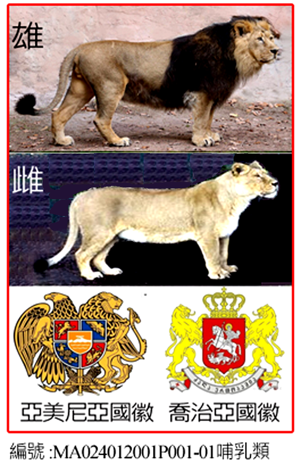 MA024012001P001-01北方獅 