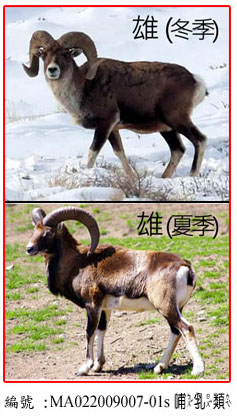 MA022009007-01s烏茲別克盤羊