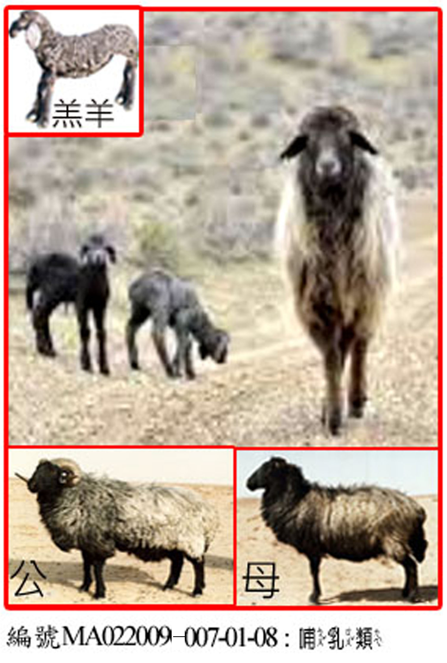:MA022009-007-01-08卡拉庫爾綿羊 (Karakul)