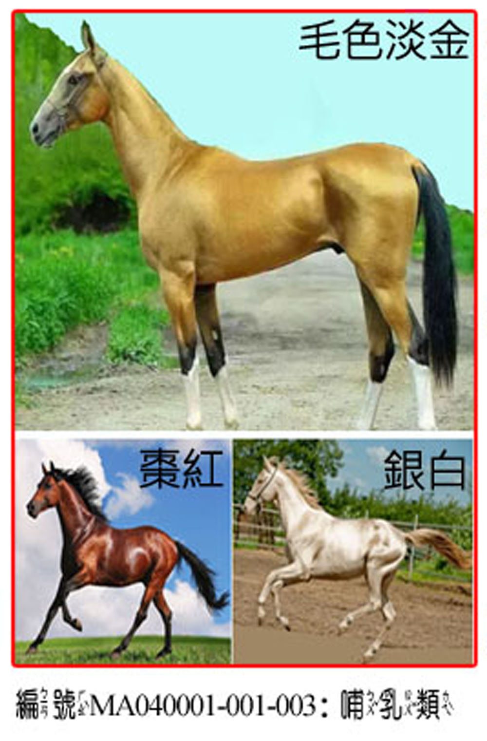 MA040001-001-003汗血馬