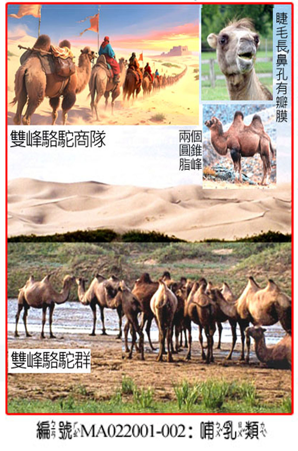 MA022001-002雙峰駱駝