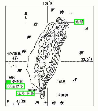 台灣海桐