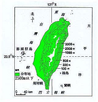 五節芒