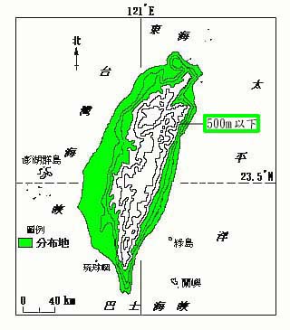 銀合歡