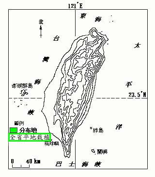 黃脈刺桐