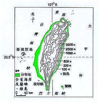 濱豇豆