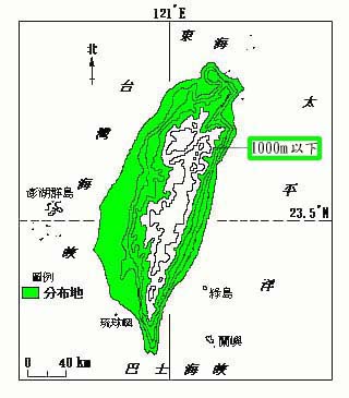 苦楝樹正結果