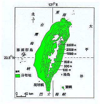 野桐