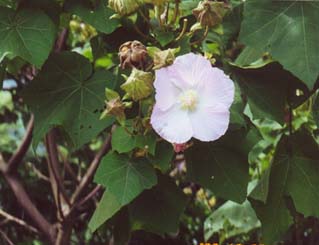 山芙蓉的花