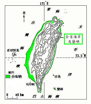 黃槿