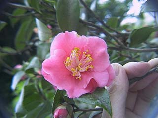 茶梅(廣東粉品種)的花