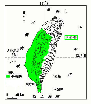 毛西番蓮