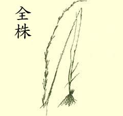 雙蕊鼠尾粟