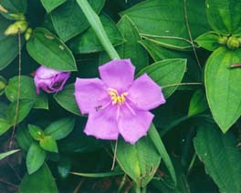 野牡丹的花