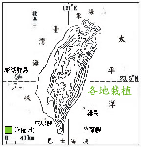 甘藷(葉用)