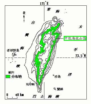 馬鞭草