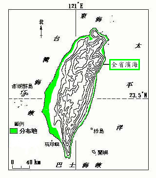 茳茳鹹草