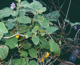 黃水茄的花與果