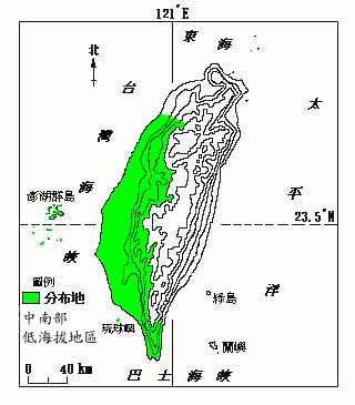 黃水茄