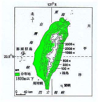 白花藿香薊