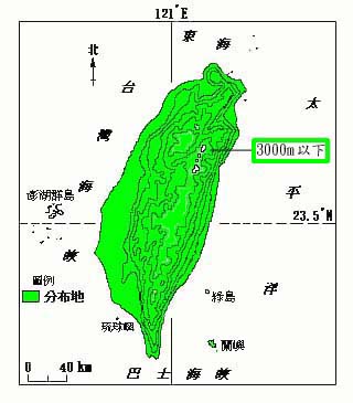 台灣澤蘭