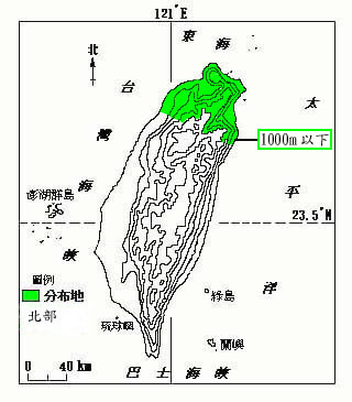 苦苣菜