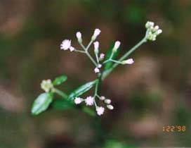 一枝香的花