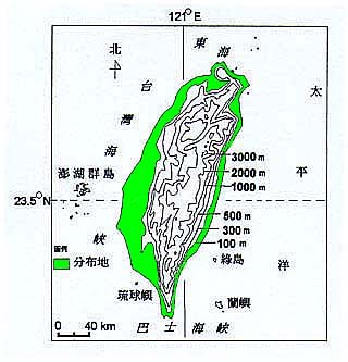 雙花蟛蜞菊