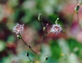 黃鵪菜的花