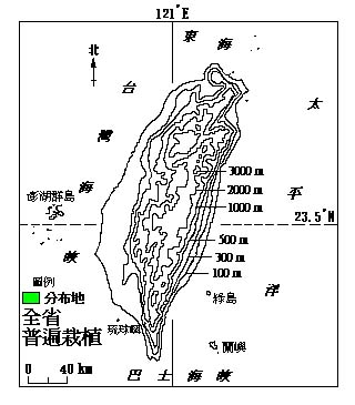 蘇鐵(雌株)